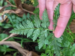 Ligusticum porteri