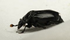 Nicrophorus nigrita