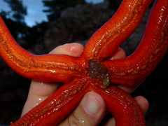 Ophidiaster ophidianus