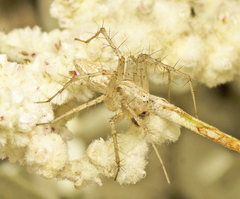 Oxyopes attenuatus