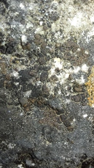 Acarospora macrospora