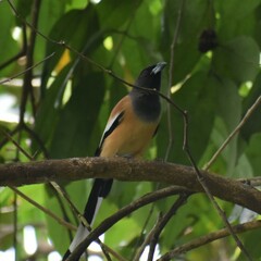 Dendrocitta vagabunda