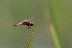Urothemis signata