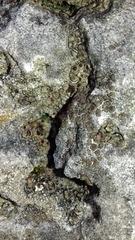 Acarospora macrospora