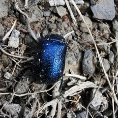 Oreina intricata