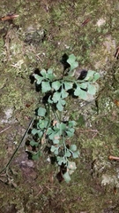 Asplenium ruta-muraria