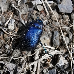 Oreina intricata