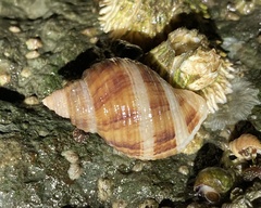 Nucella canaliculata