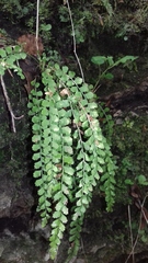 Asplenium viride