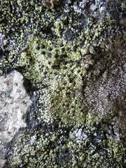 Rhizocarpon geographicum
