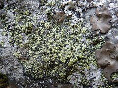 Rhizocarpon geographicum