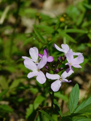 Cardamine quinquefolia