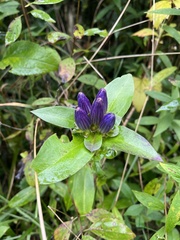 Gentiana clausa