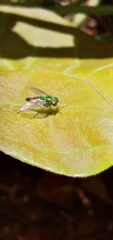 Sciapodinae