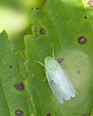 Gyponana octolineata