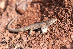 Psammodromus edwarsianus