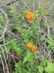 Lantana urticoides
