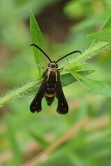 Carmenta pyralidiformis