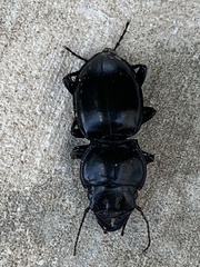 Pasimachus elongatus