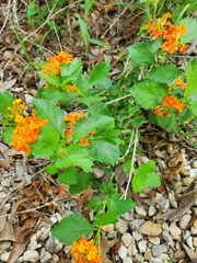 Lantana urticoides