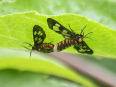 Eressa confinis