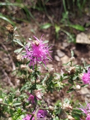 Centaurea deusta