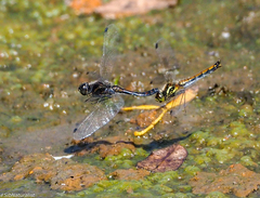 Sympetrum danae