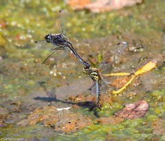 Sympetrum danae