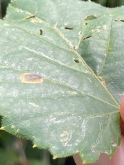 Phyllocnistis vitegenella