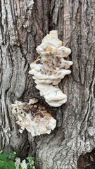 Climacodon septentrionalis