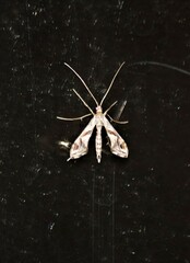 Lineodes integra