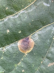 Phyllocnistis vitegenella