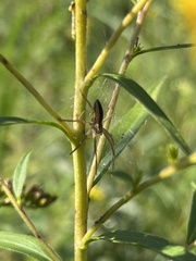 Pisaurina