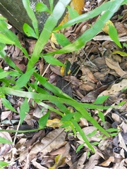 Muehlenbeckia platyclada