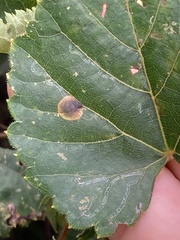 Phyllocnistis vitegenella