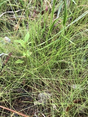 Eleocharis vivipara