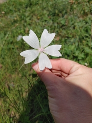 Malva moschata