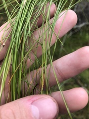 Eleocharis vivipara