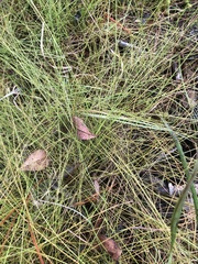 Eleocharis vivipara