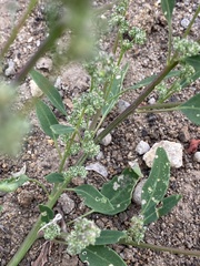 Chenopodium betaceum