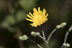 Hieracium