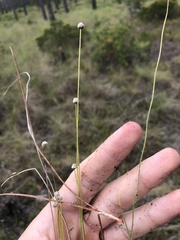 Paepalanthus beyrichianus, photograph John Kees, CC0, iNaturalist via GBIF
