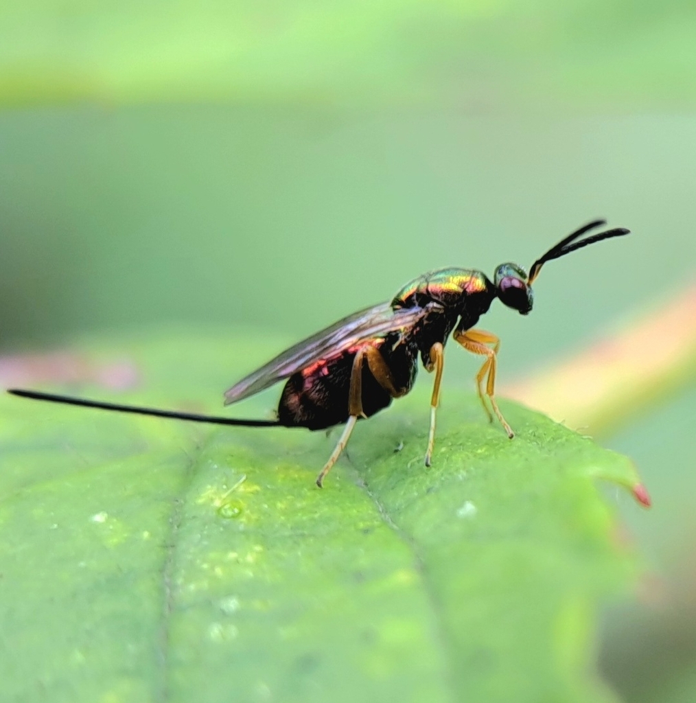 Pteromalus bedeguaris