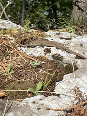 Podarcis siculus