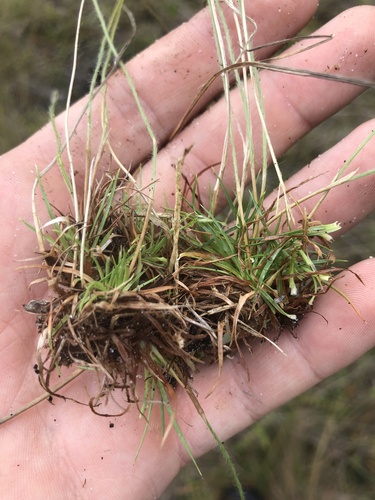 Paepalanthus beyrichianus, photograph 6