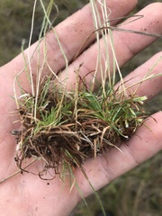 Paepalanthus beyrichianus, photograph John Kees, CC0, iNaturalist via GBIF