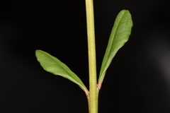Talinum paniculatum