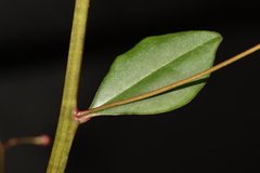 Talinum paniculatum