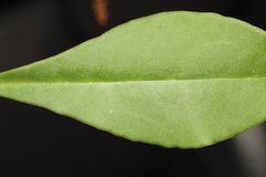 Talinum paniculatum
