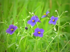 Exacum pumilum